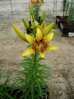 [1625 Graffity No02.JPG]